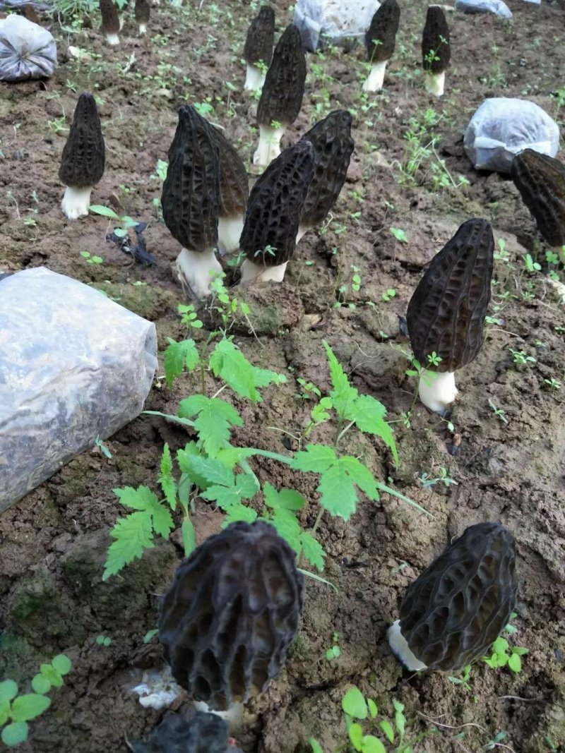 羊肚菌