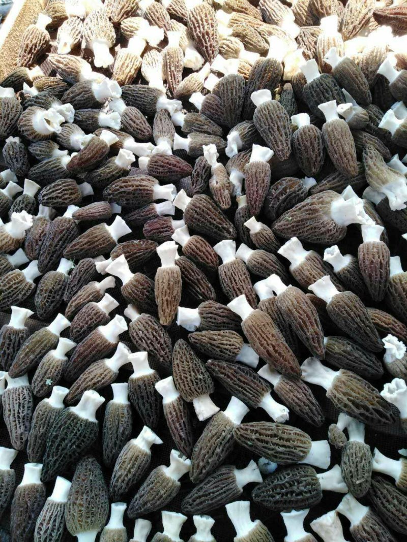羊肚菌