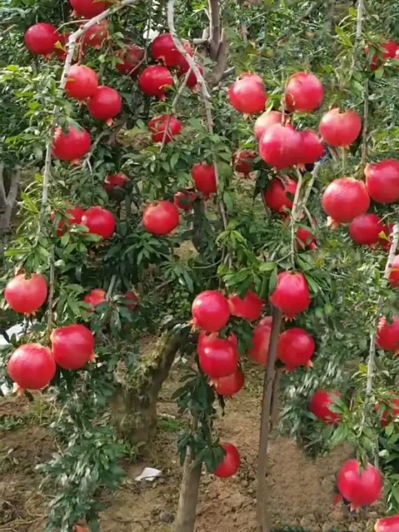 包邮石榴树树苗突尼斯软籽无籽石榴苗当年结果盆栽地栽大石