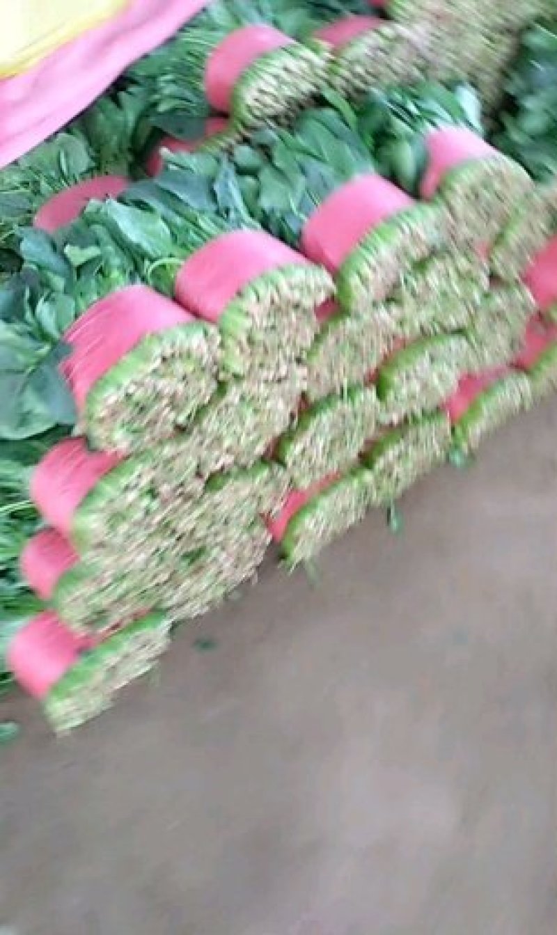 精品菠菜大叶菠菜产地供应诚信经营对接全国欢迎咨询