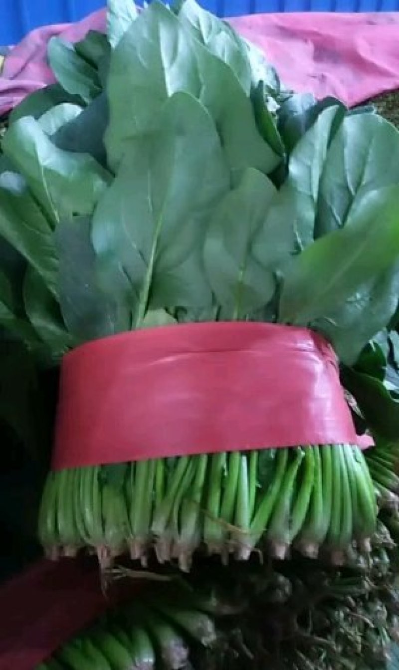 精品菠菜大叶菠菜产地供应诚信经营对接全国欢迎咨询