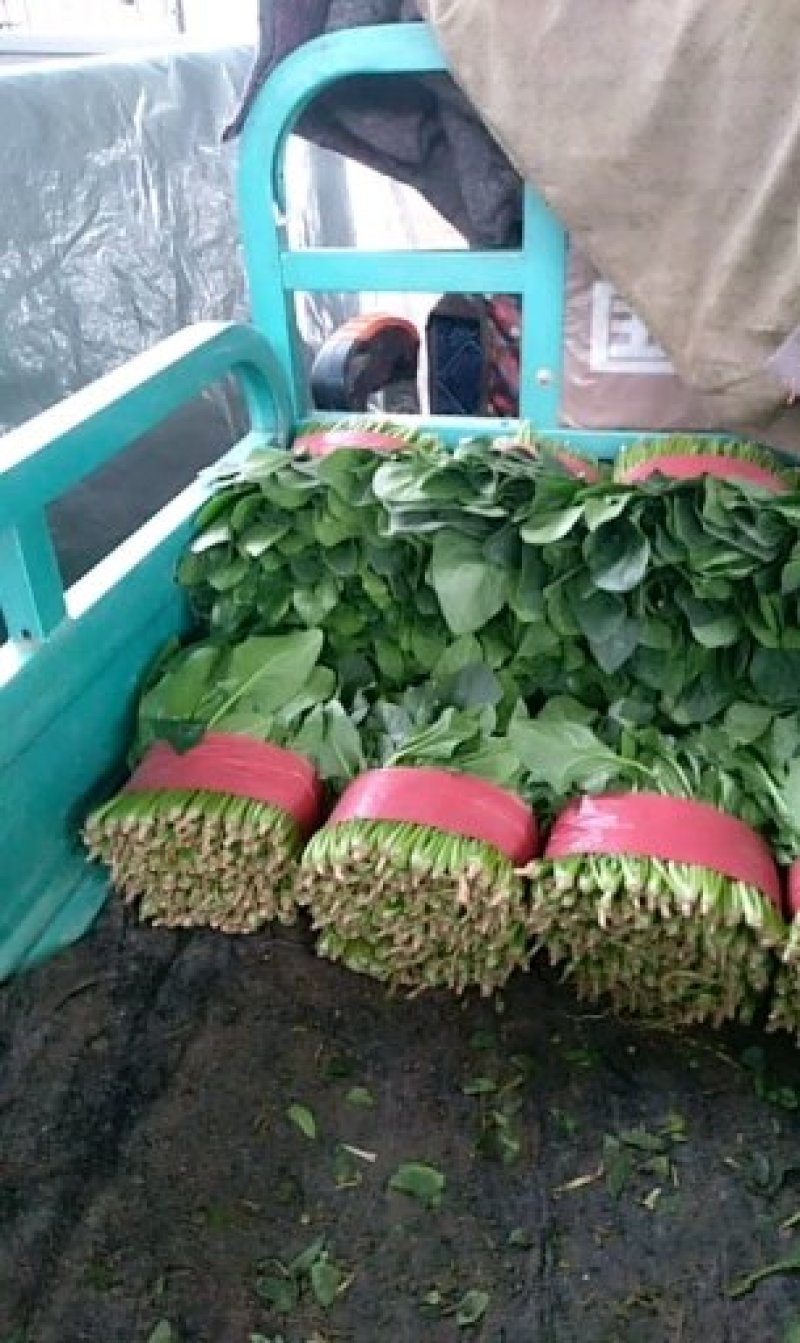 精品菠菜大叶菠菜产地供应诚信经营对接全国欢迎咨询