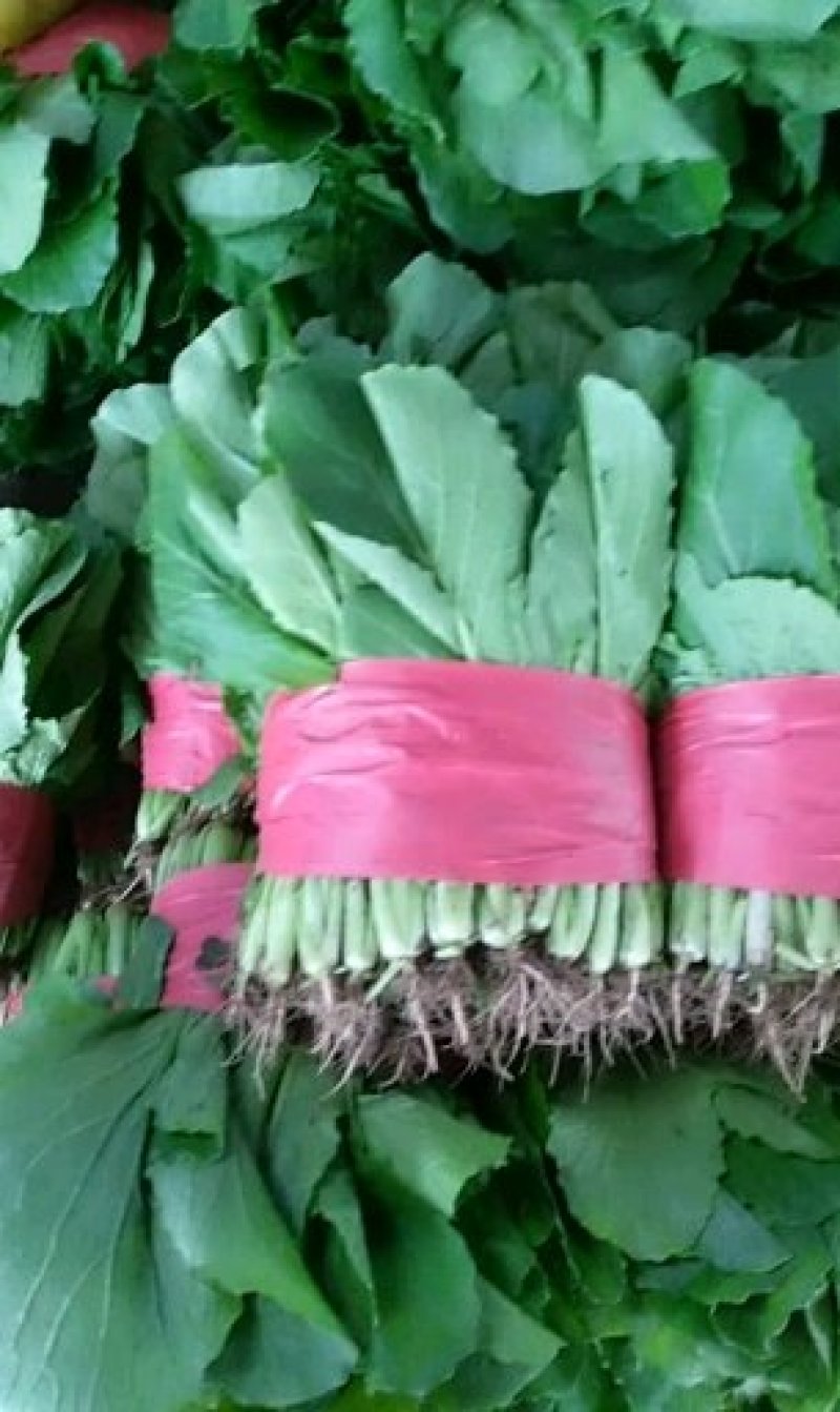 精品菠菜大叶菠菜产地供应诚信经营对接全国欢迎咨询