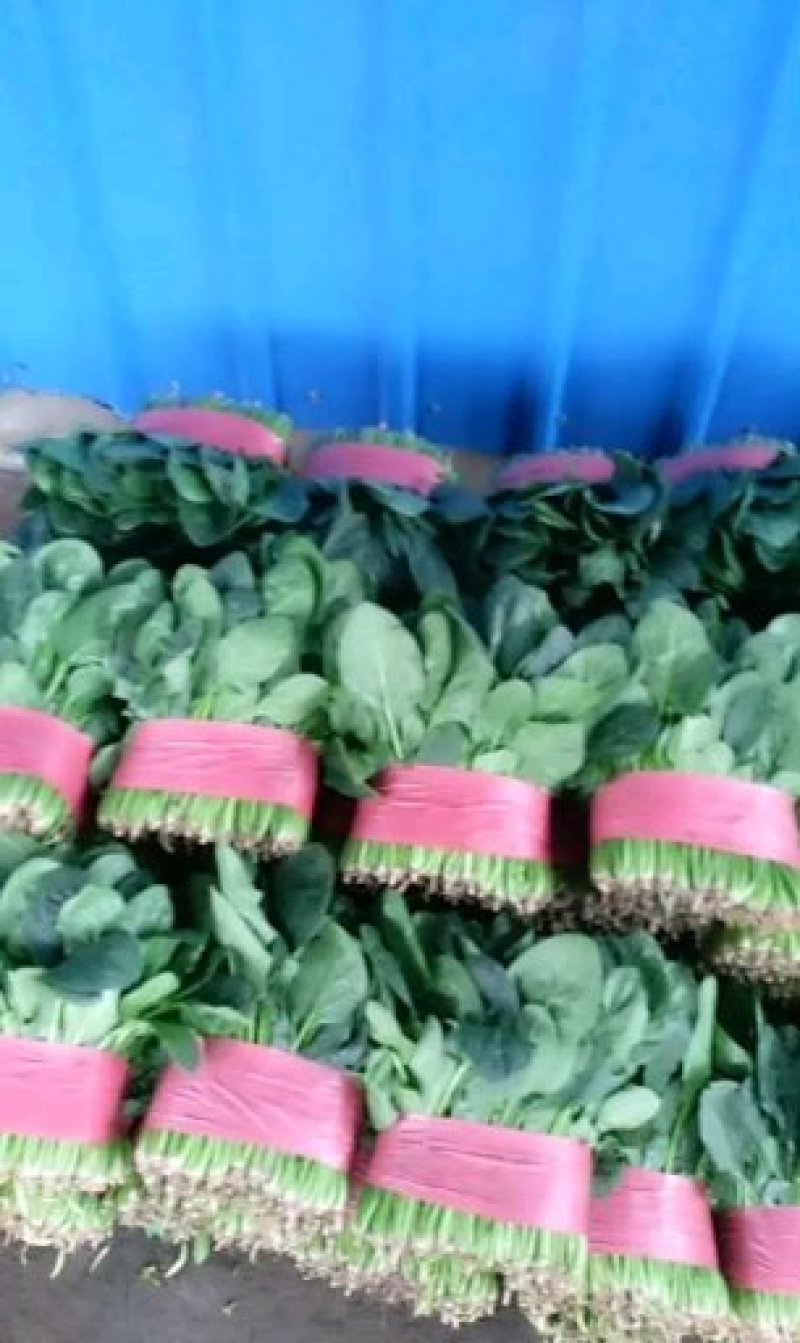 精品菠菜大叶菠菜产地供应诚信经营对接全国欢迎咨询