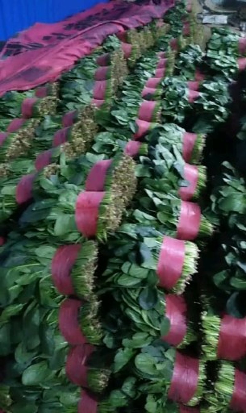 精品菠菜大叶菠菜产地供应诚信经营对接全国欢迎咨询