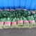 精品菠菜大叶菠菜产地供应诚信经营对接全国欢迎咨询