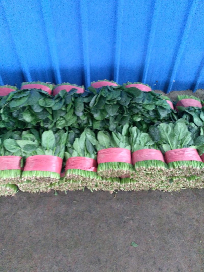 精品菠菜大叶菠菜产地供应诚信经营对接全国欢迎咨询