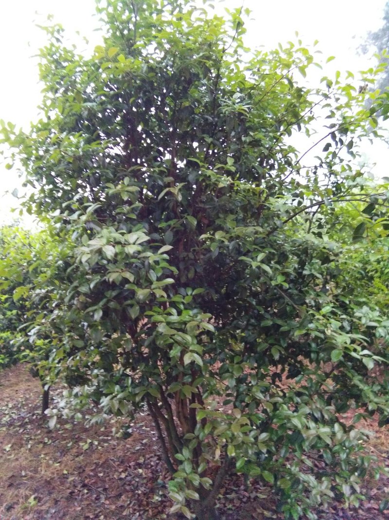 正宗山茶树，山茶籽山茶油，