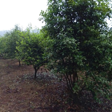 正宗山茶树，山茶籽山茶油，