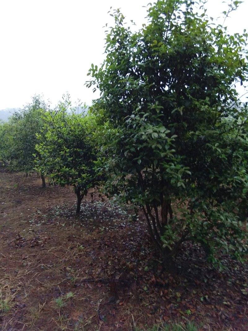 正宗山茶树，山茶籽山茶油，