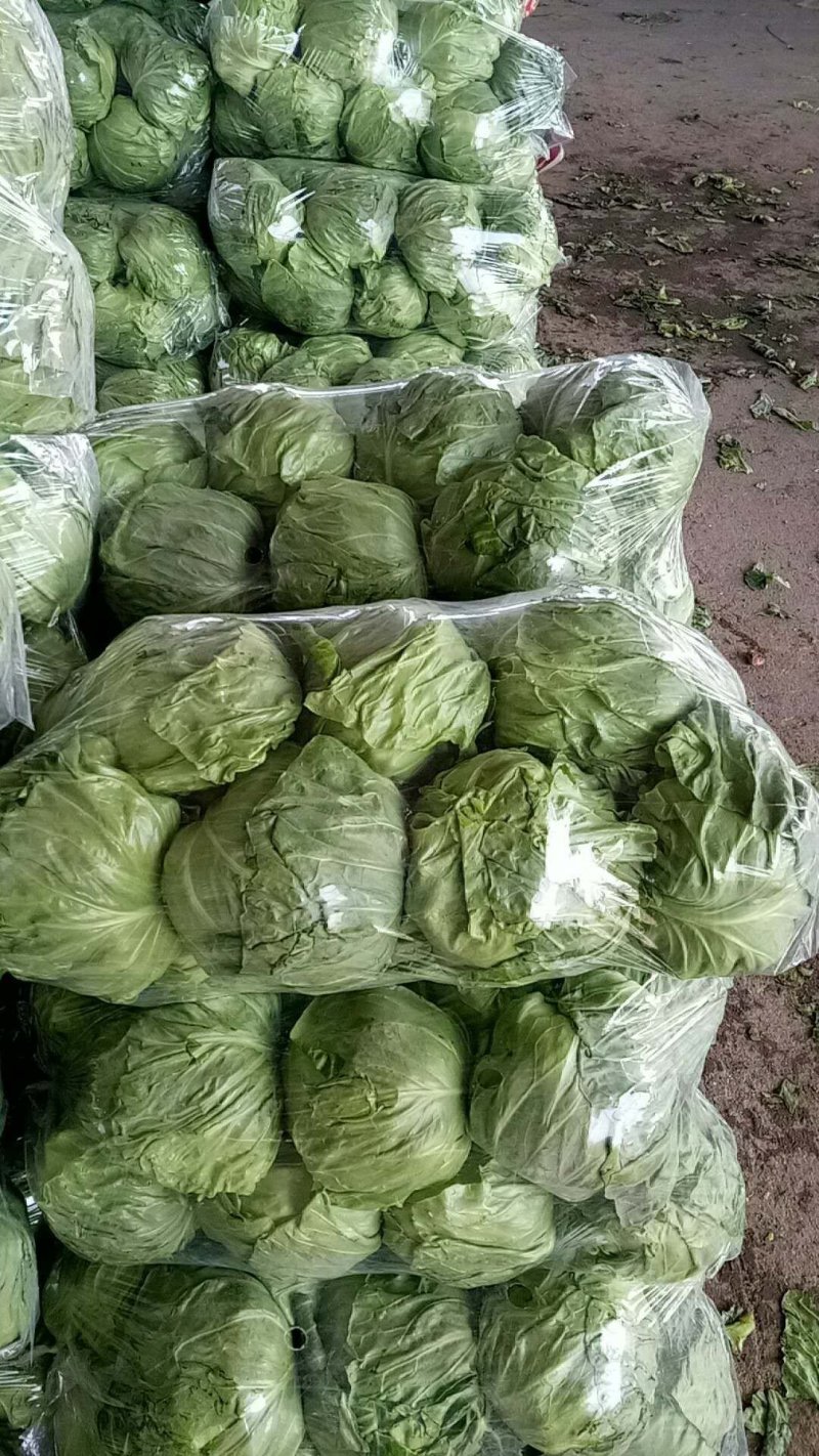 甘蓝，品种多，货源充足，绿翠源果蔬专业合作社