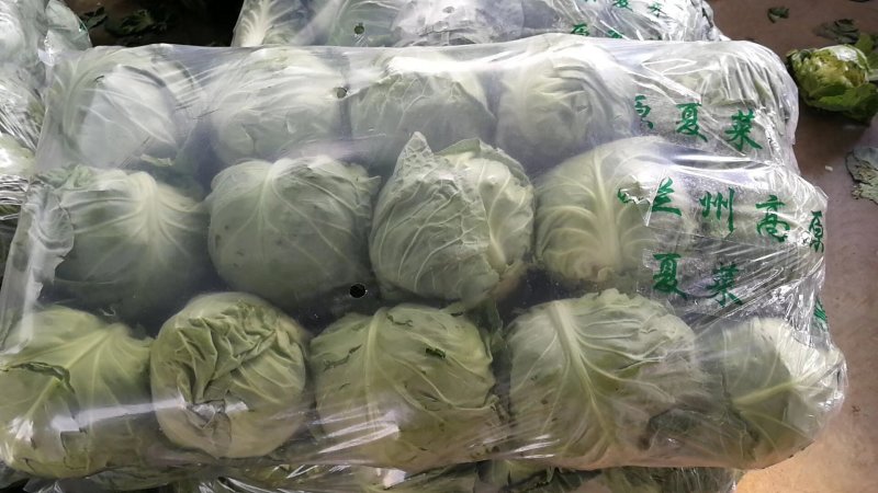 甘蓝，品种多，货源充足，绿翠源果蔬专业合作社