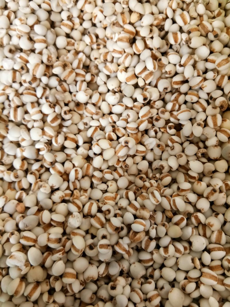 薏米正品无硫贵州薏米小粒薏米一公斤起发货