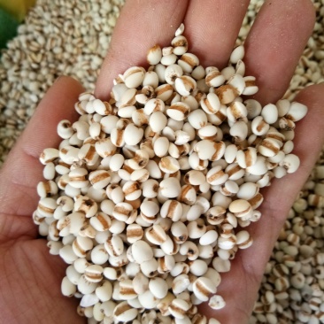 薏米正品无硫贵州薏米小粒薏米一公斤起发货