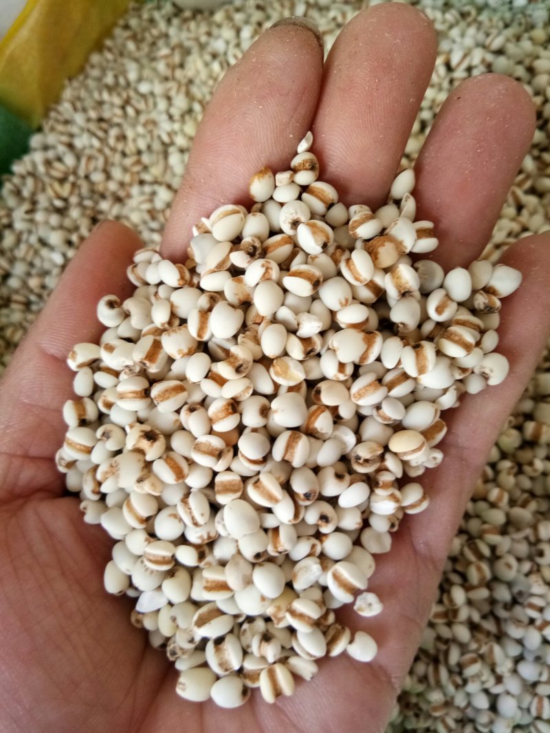 薏米正品无硫贵州薏米小粒薏米一公斤起发货