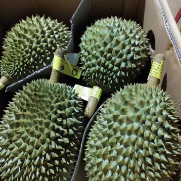 泰国托曼尼榴莲产地一手货源批发商直销代办