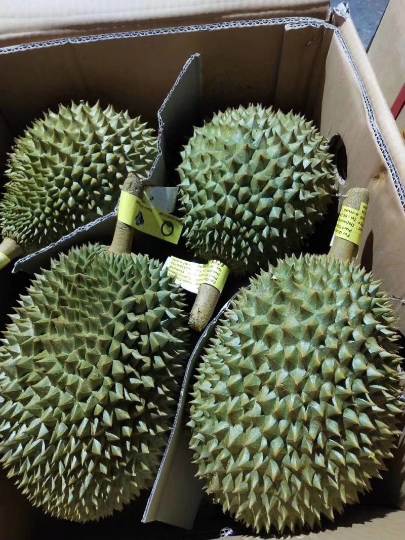 泰国托曼尼榴莲产地一手货源批发商直销代办