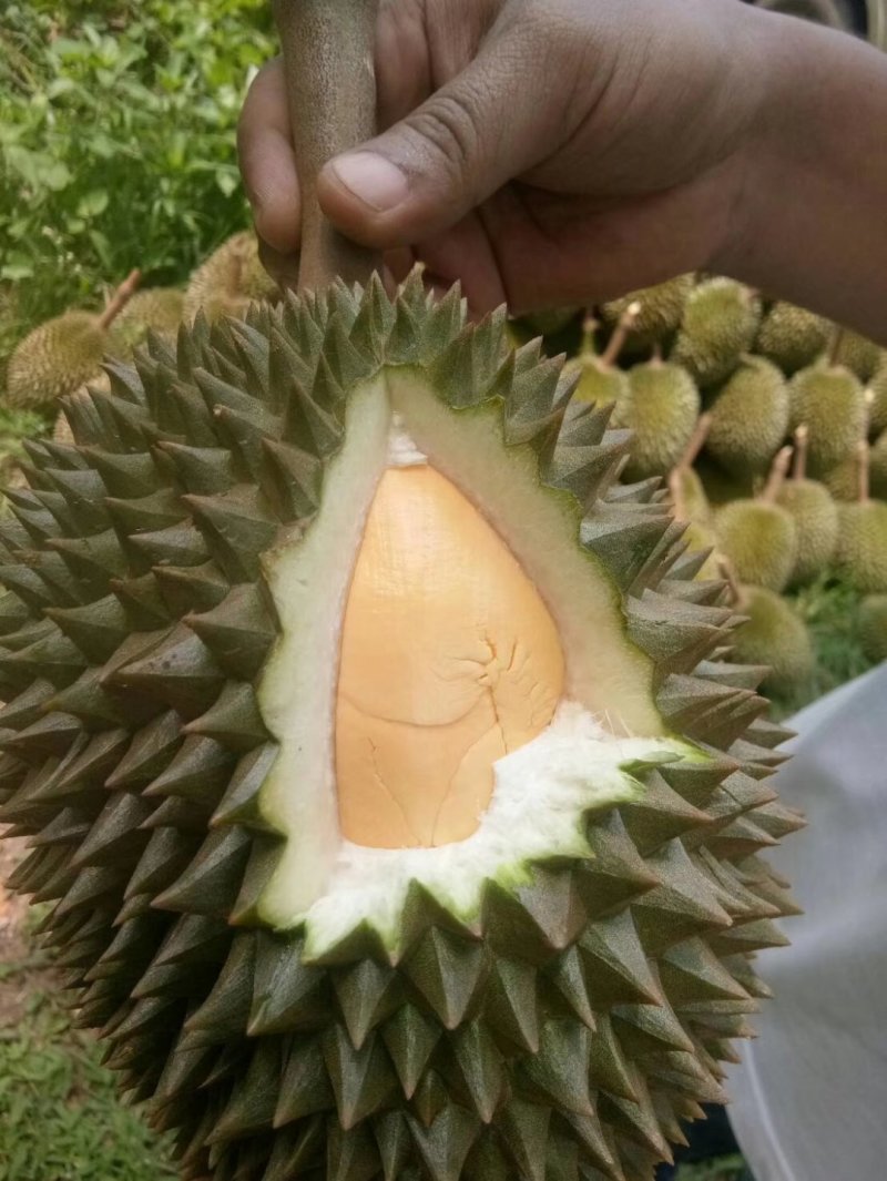 泰国托曼尼榴莲产地一手货源批发商直销代办