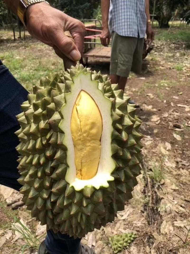 泰国托曼尼榴莲产地一手货源批发商直销代办
