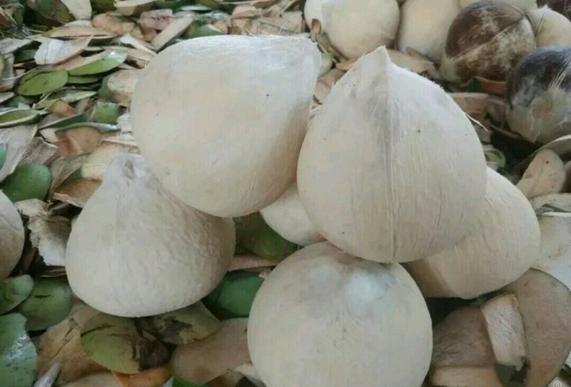 诚信第一海南椰子大量批发