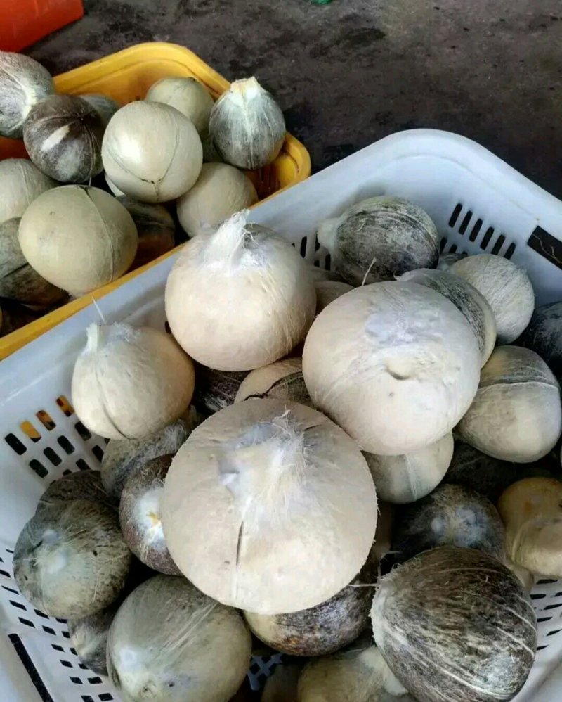 诚信第一海南椰子大量批发