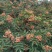 花椒苗