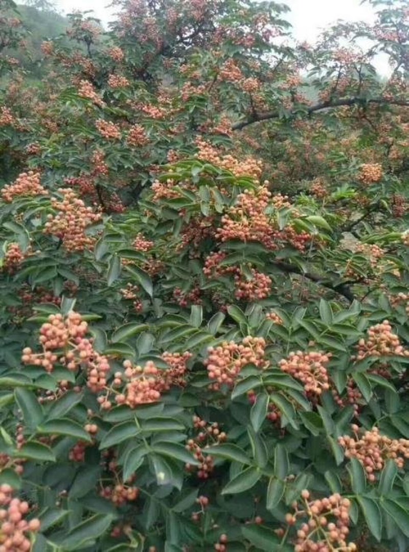 花椒苗