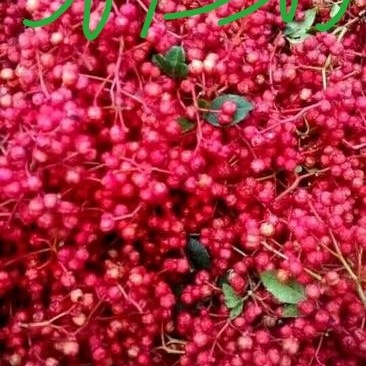 花椒苗
