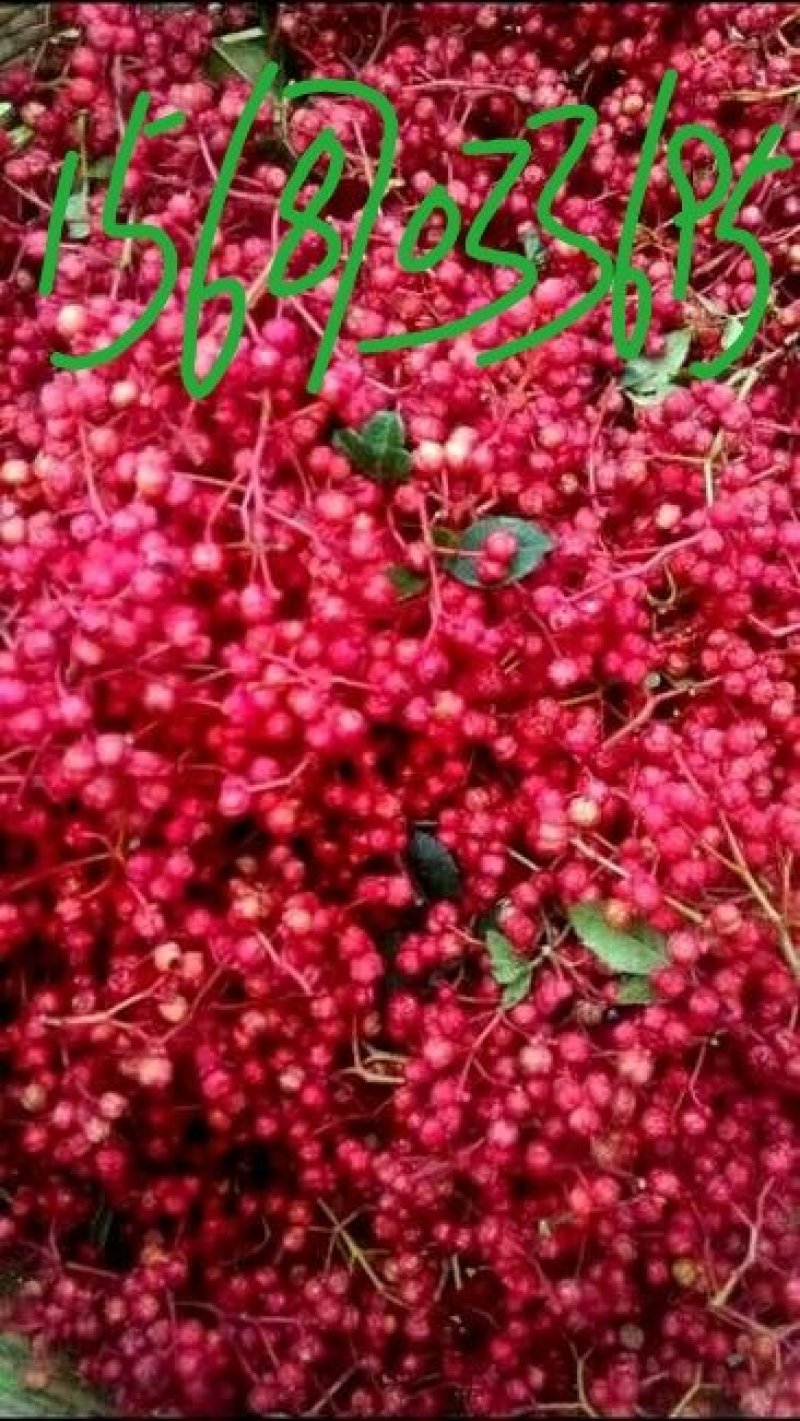 花椒苗