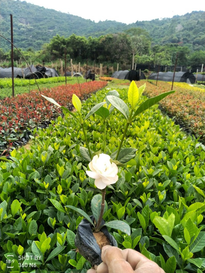 大叶栀子大袋高度35-50公分园林绿化工程苗木地被