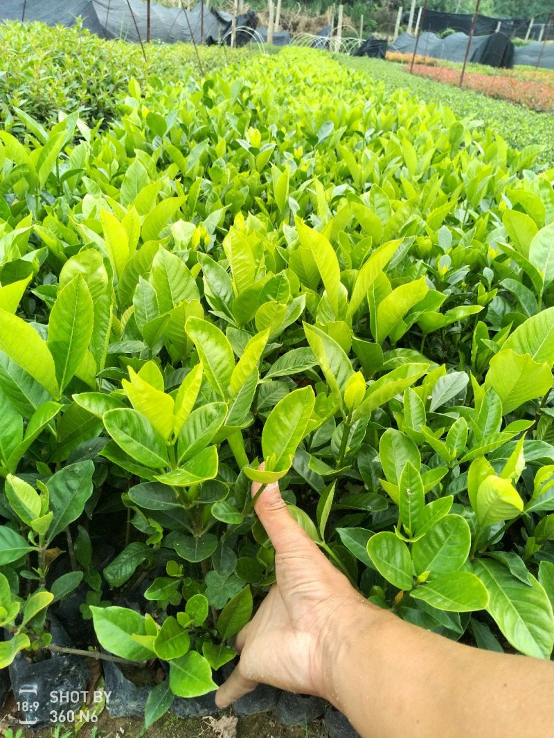 大叶栀子大袋高度35-50公分园林绿化工程苗木地被