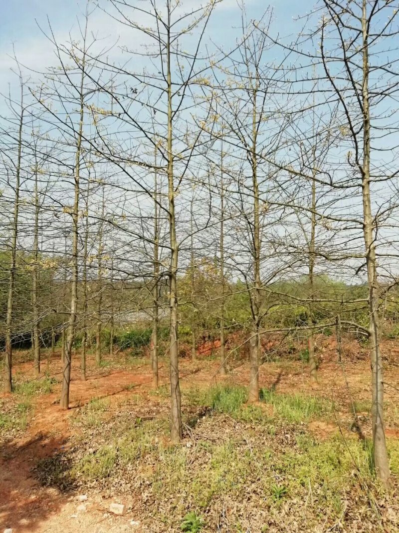 北美红栎，（红橡）15公分以下都有货