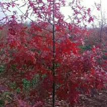 北美红栎，（红橡）15公分以下都有货