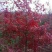 北美红栎，（红橡）15公分以下都有货