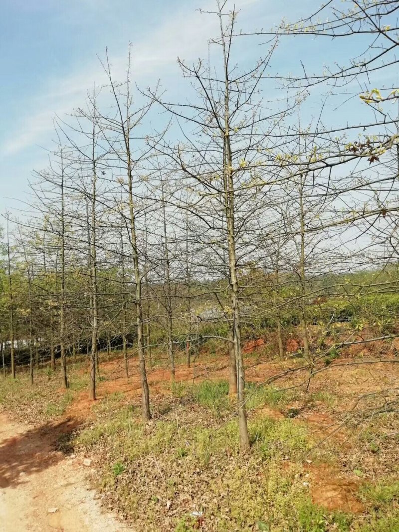北美红栎，（红橡）15公分以下都有货