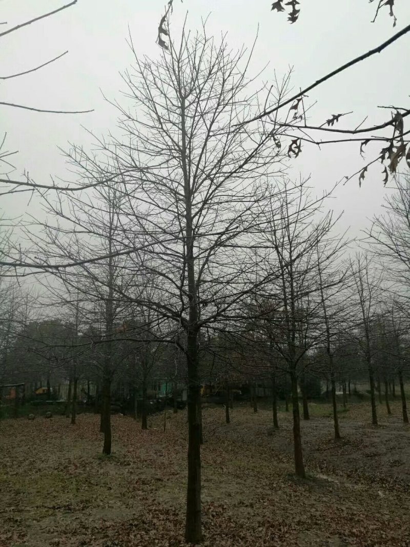北美红栎，低价出售，农户价