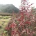 北美红栎，低价出售，农户价
