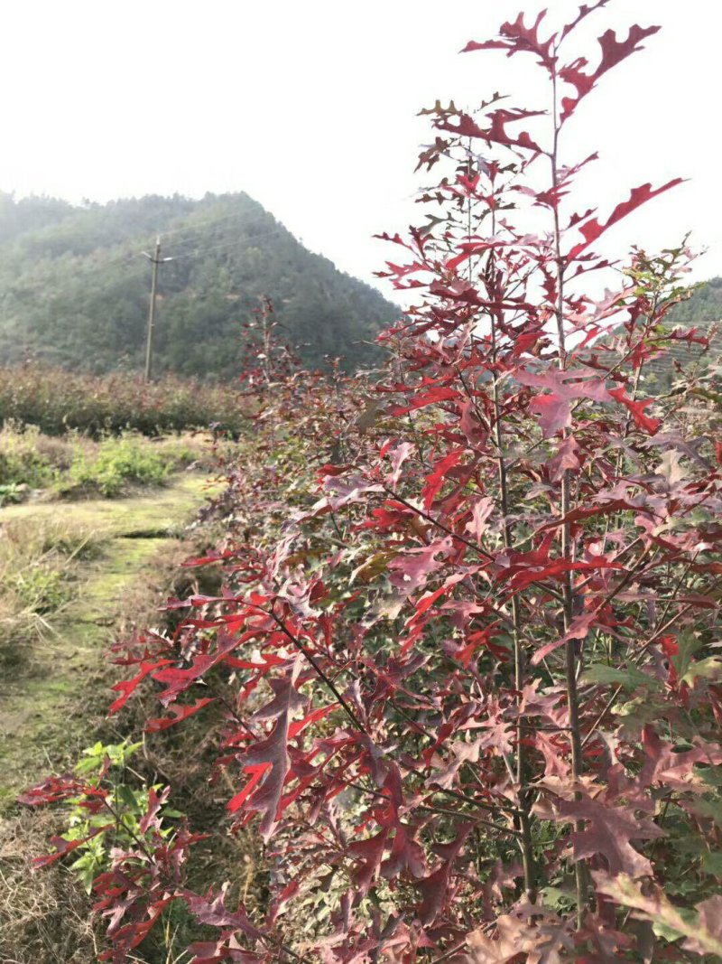 北美红栎，低价出售，农户价