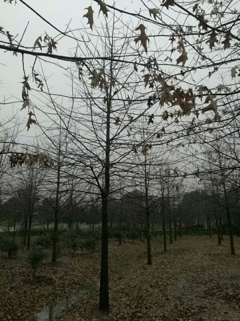 北美红栎，低价出售，农户价