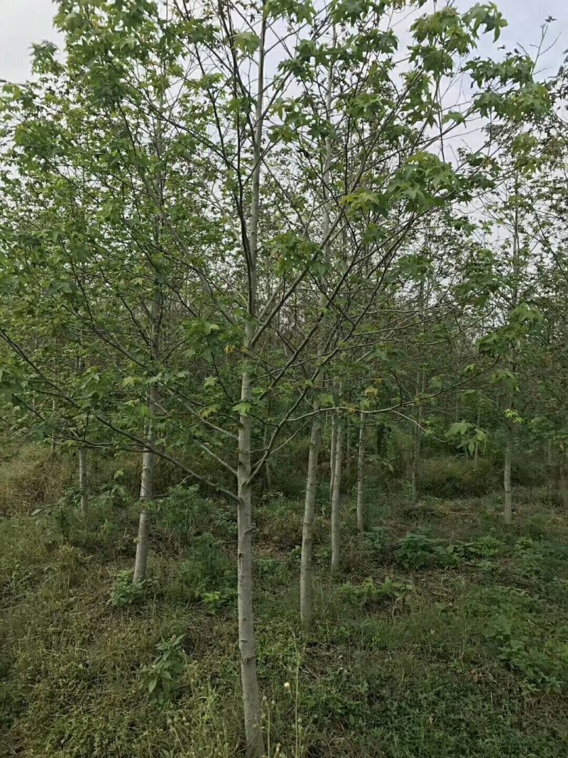 北美枫香，红橡树15公分以下都有货