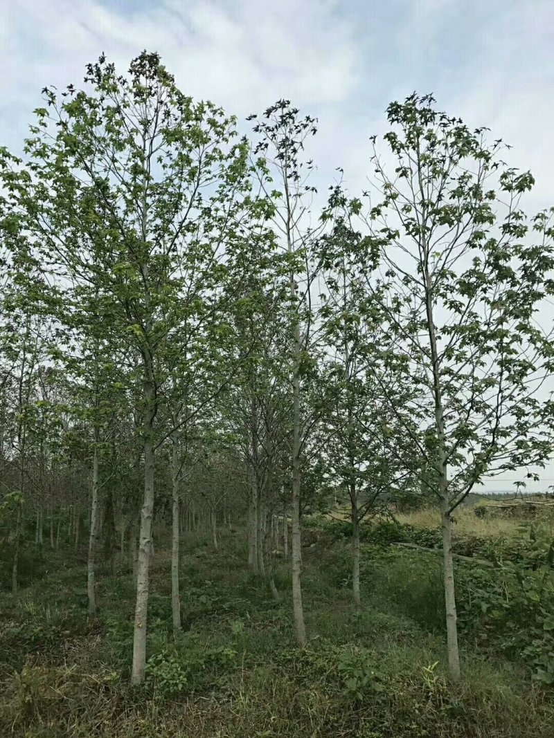 北美枫香，红橡树15公分以下都有货