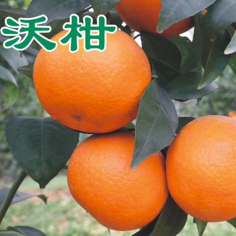 无核沃柑苗