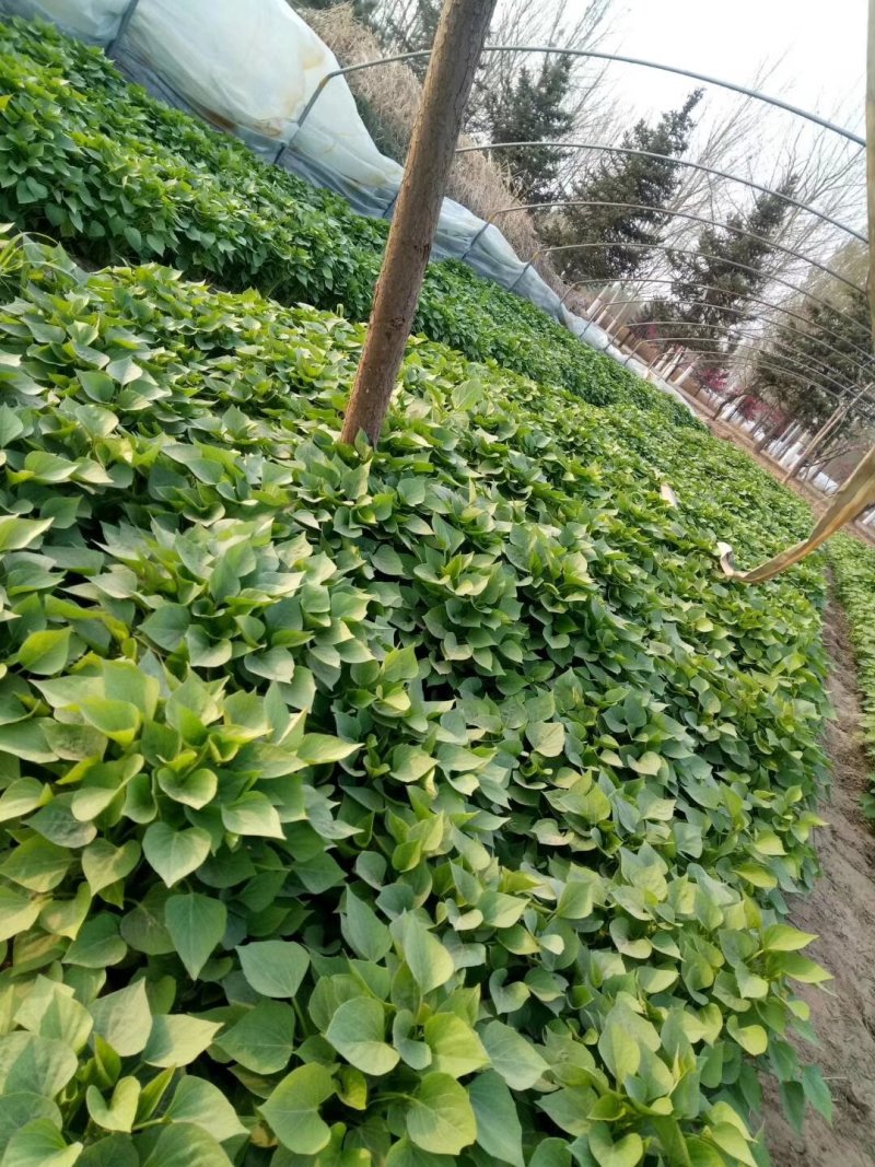 脱毒红薯苗龙九苗西瓜红苗地瓜苗山芋苗红薯苗