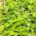 凤梨释迦果苗番荔枝苗
