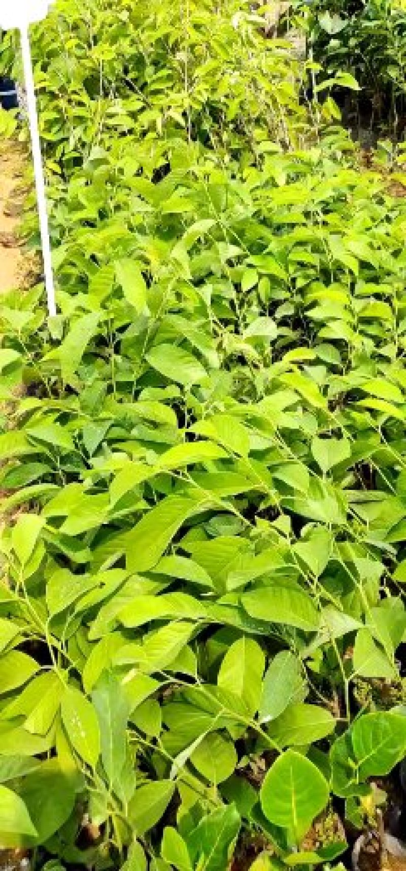 凤梨释迦果苗番荔枝苗