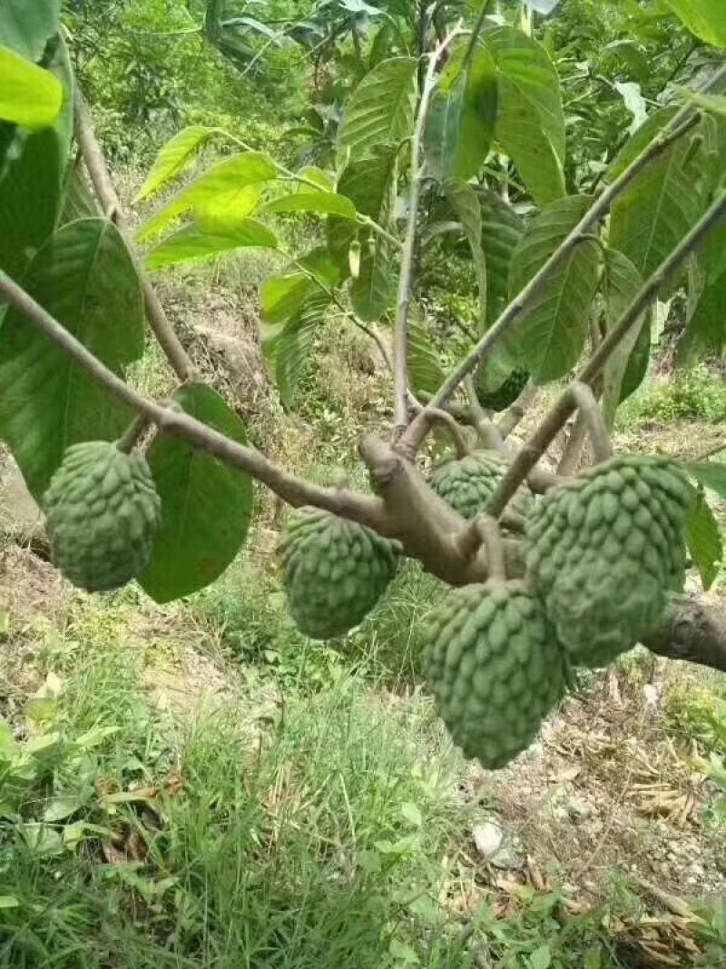 凤梨释迦果苗番荔枝苗