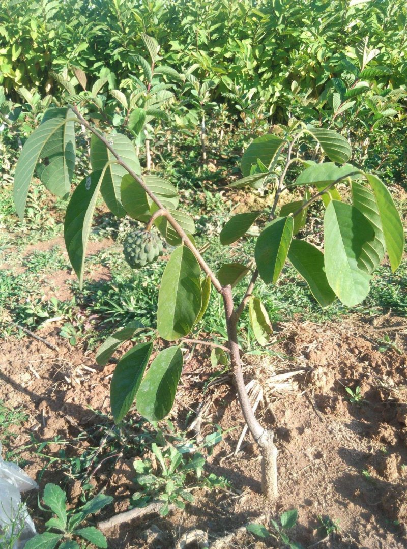凤梨释迦果苗番荔枝苗