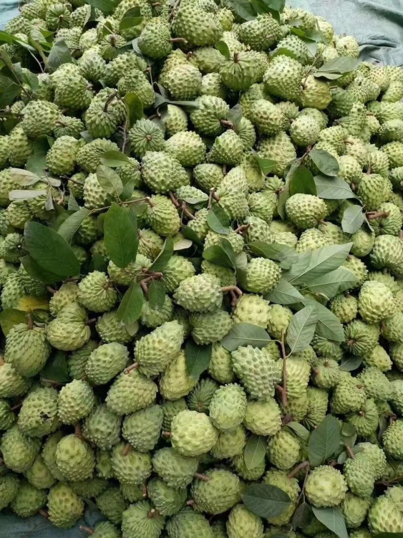 凤梨释迦果苗番荔枝苗