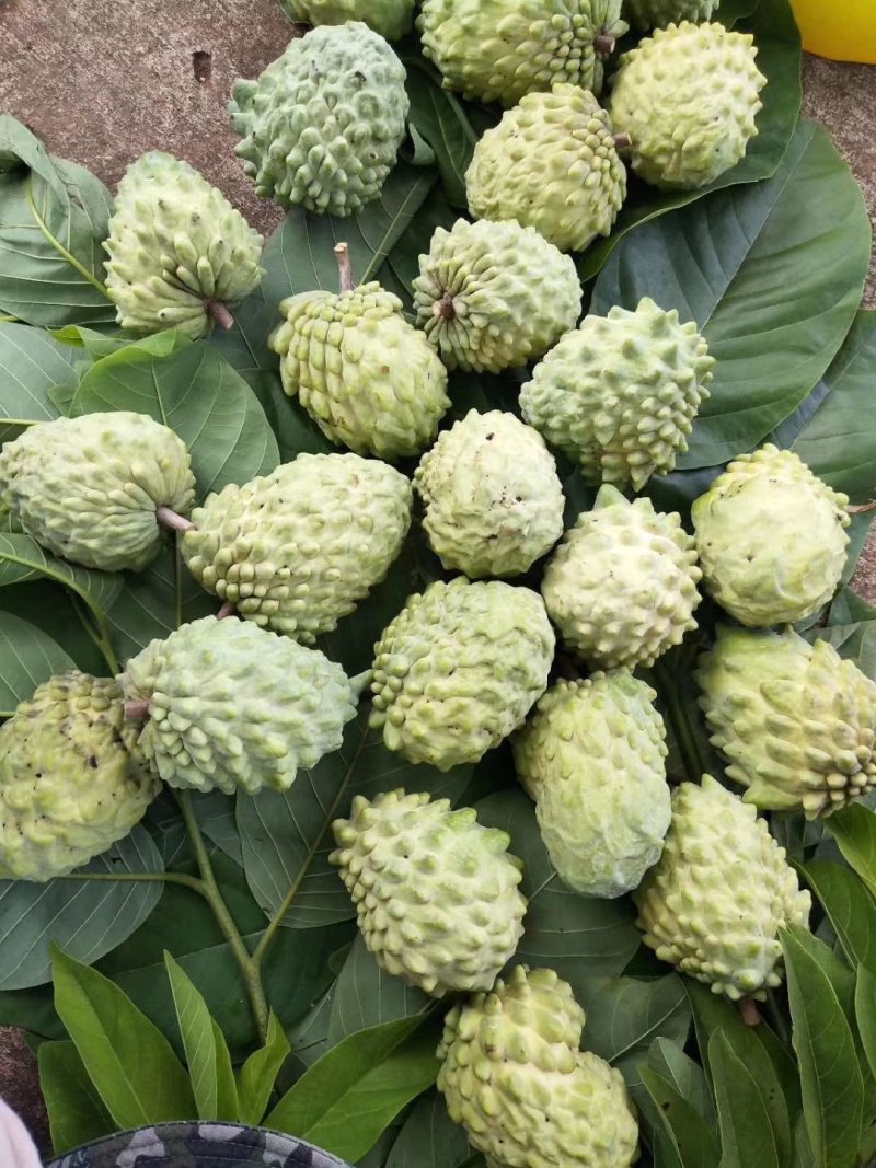 凤梨释迦果苗番荔枝苗