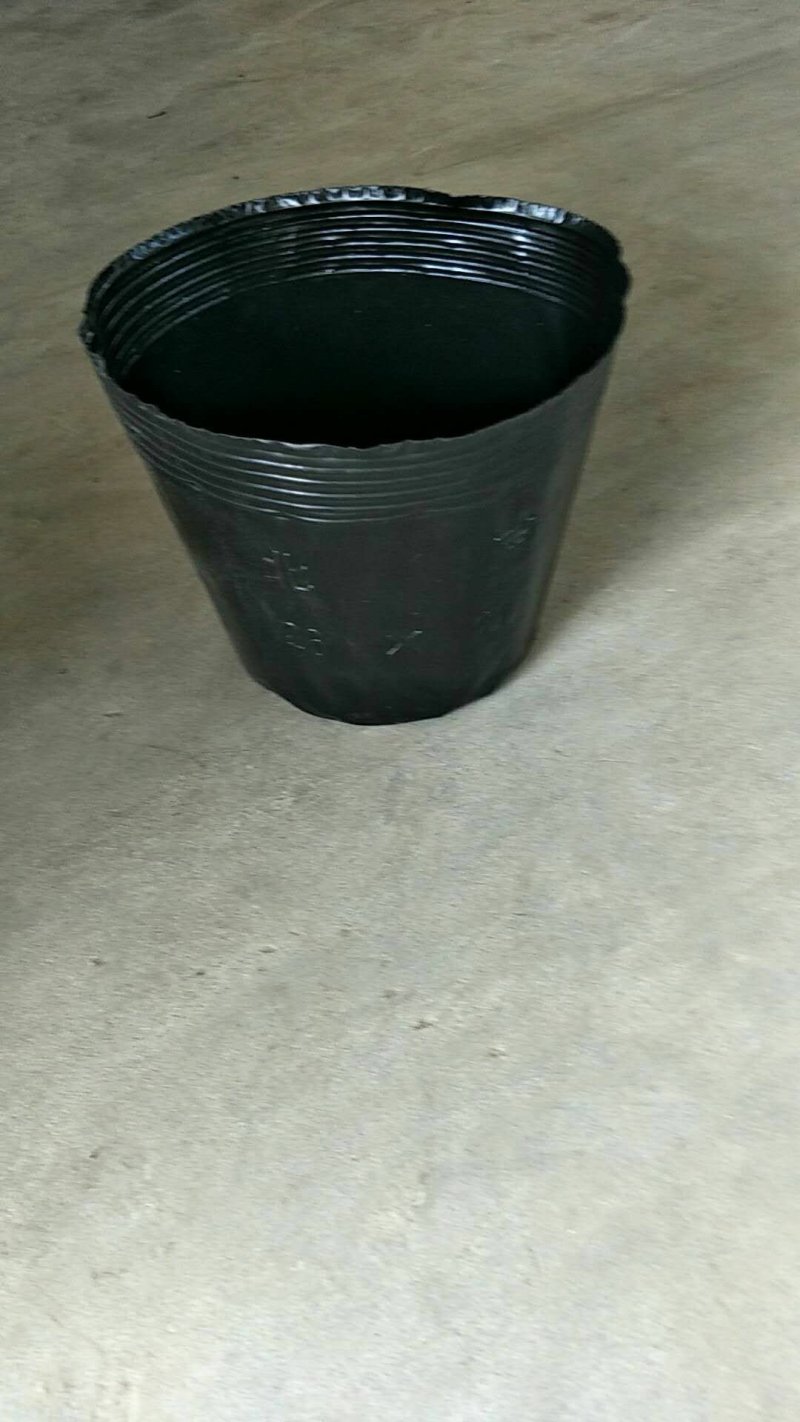 营养杯育苗杯花盆营养钵柑橘杯树苗杯